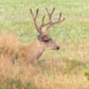 Meet your Posher, Corinne